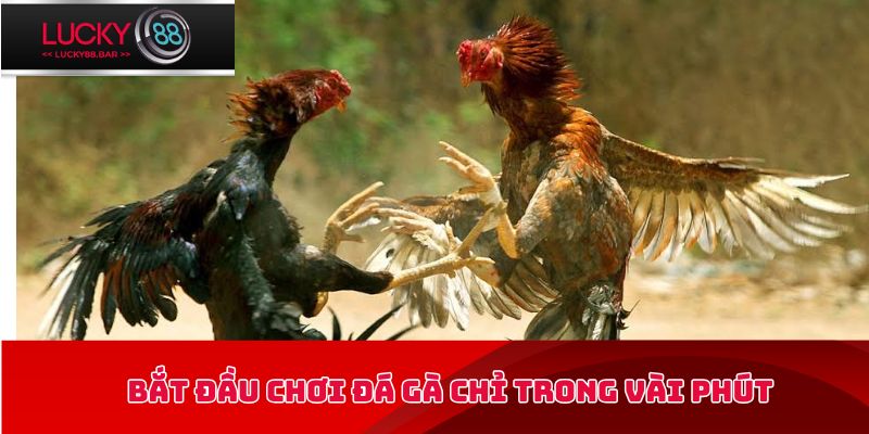 Bắt đầu chơi đá gà chỉ trong vài phút