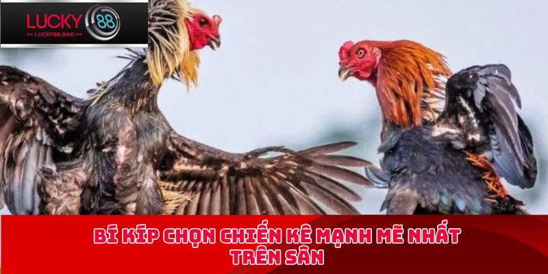 Bí kíp chọn chiến kê mạnh mẽ nhất trên sân