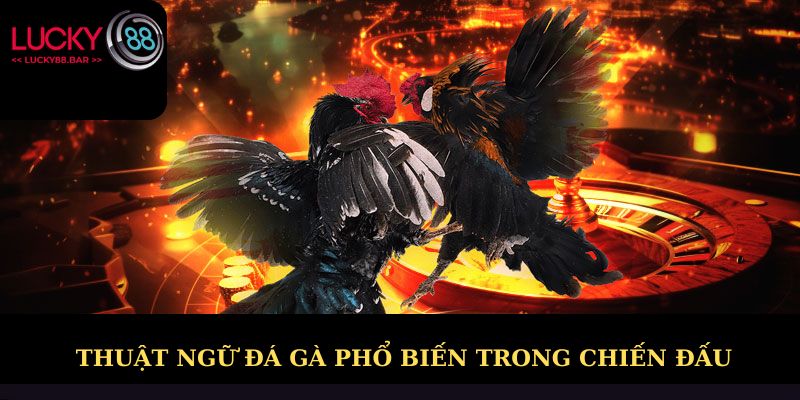 Một số thuật ngữ đá gà phổ biến trong chiến đấu
