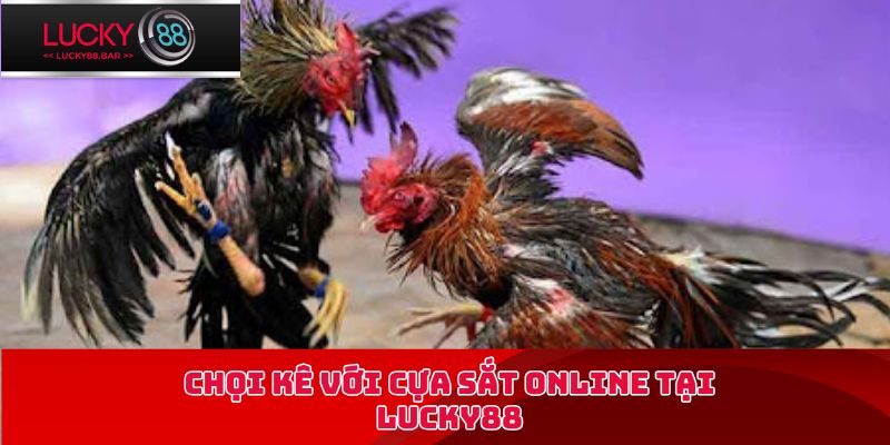 Chọi kê với cựa sắt online tại Lucky88