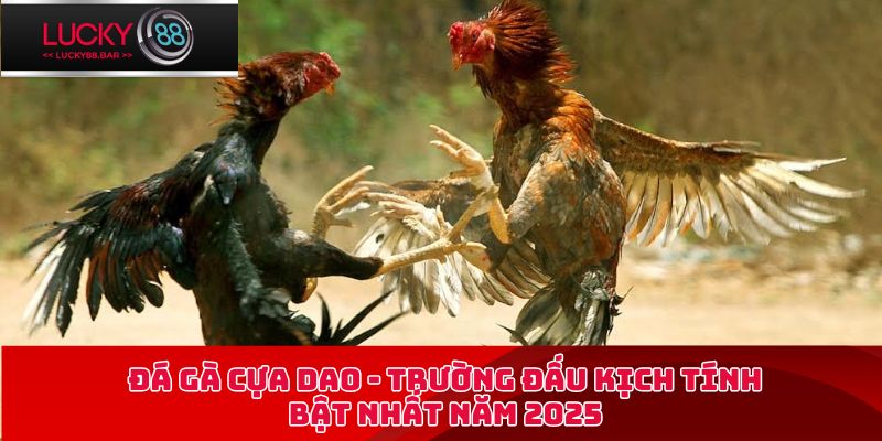 Đá gà cựa dao