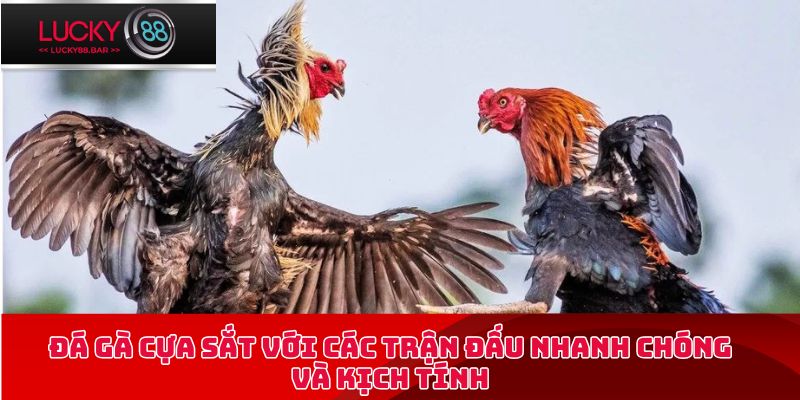 Đá gà cựa sắt với các trận đấu nhanh chóng và kịch tính