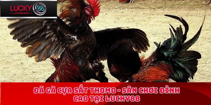 đá gà cựa sắt Thomo