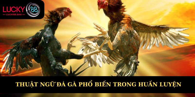 Một số thuật ngữ đá gà phổ biến trong huấn luyện