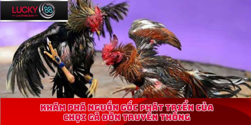 Khám phá nguồn gốc phát triển của chọi gà đòn truyền thống