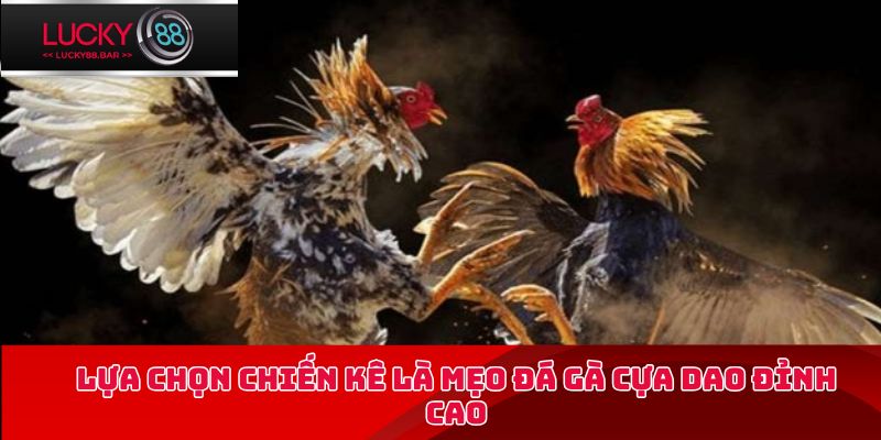 Lựa chọn chiến kê là mẹo đá gà cựa dao đỉnh cao