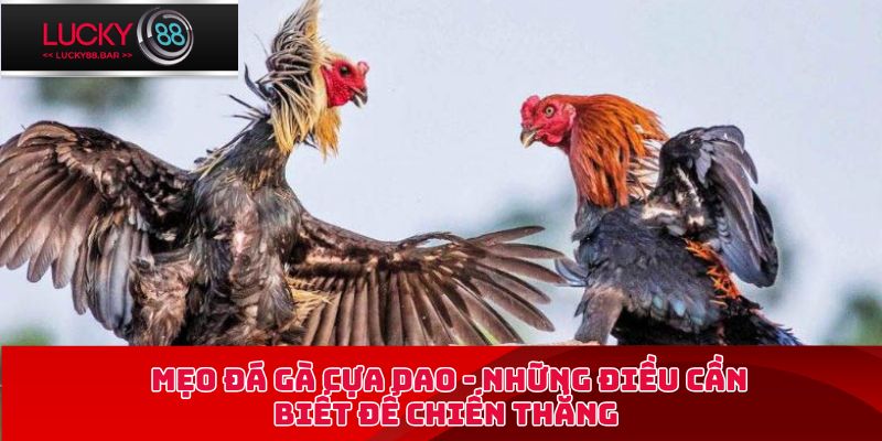 mẹo đá gà cựa dao
