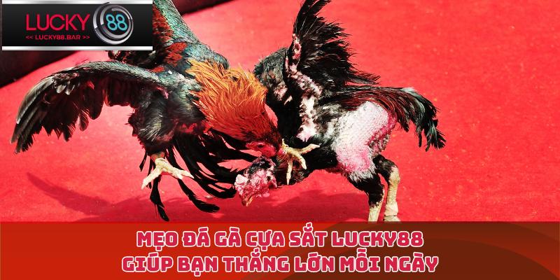 mẹo đá gà cựa sắt