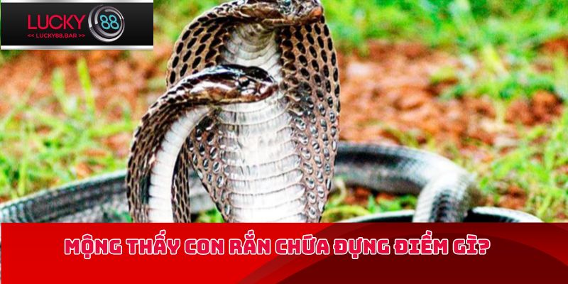 Mộng thấy con rắn chứa đựng điềm gì?