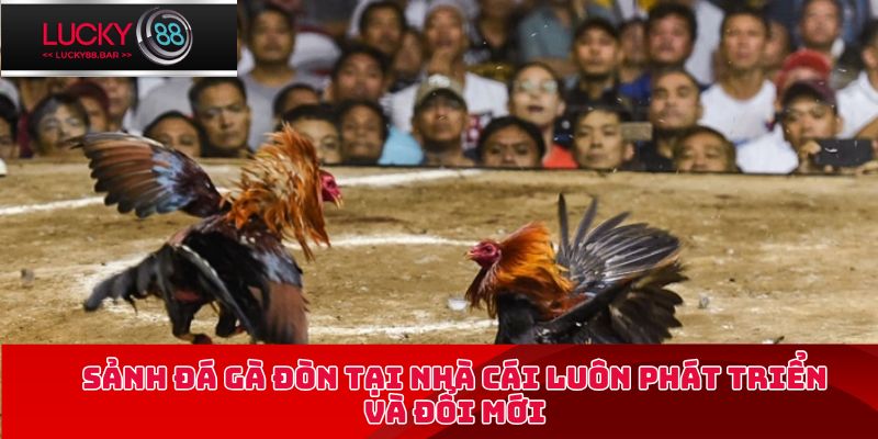 Sảnh đá gà đòn tại nhà cái luôn phát triển và đổi mới