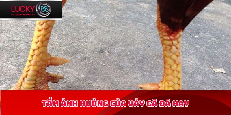 Tầm ảnh hưởng của vảy gà đá hay