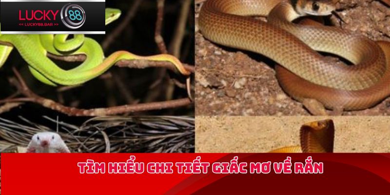Tìm hiểu chi tiết giấc mơ về rắn