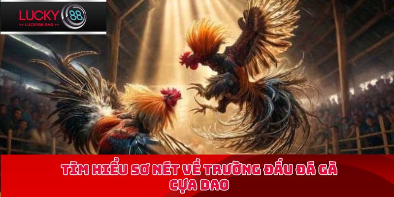 Tìm hiểu sơ nét về trường đấu đá gà cựa dao