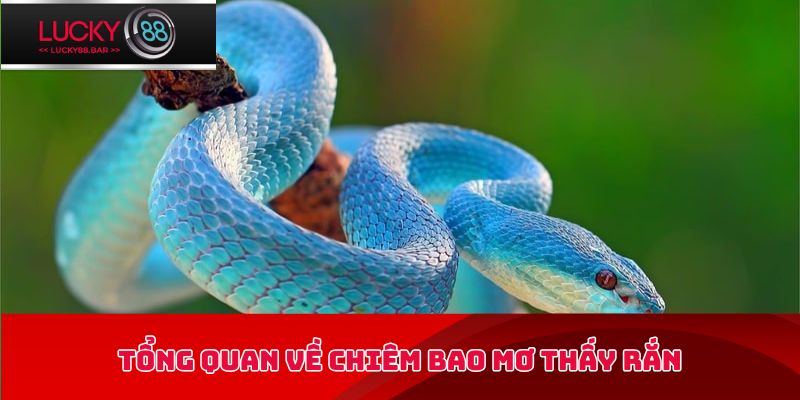 Tổng quan về chiêm bao mơ thấy rắn