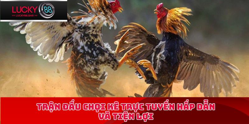Trận đấu chọi kê trực tuyến hấp dẫn và tiện lợi