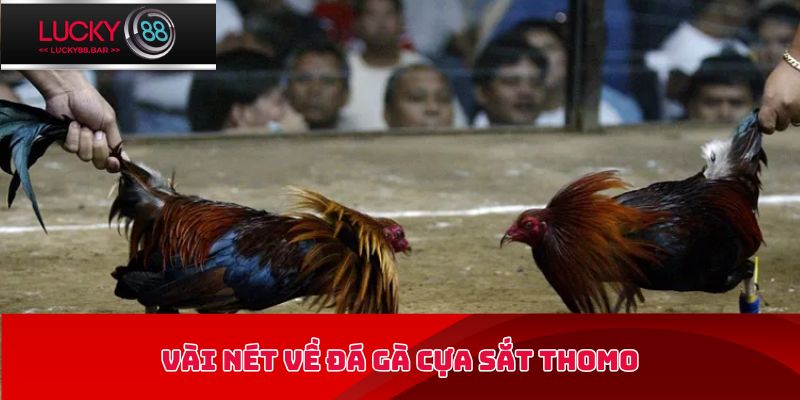 Vài nét về đá gà cựa sắt Thomo