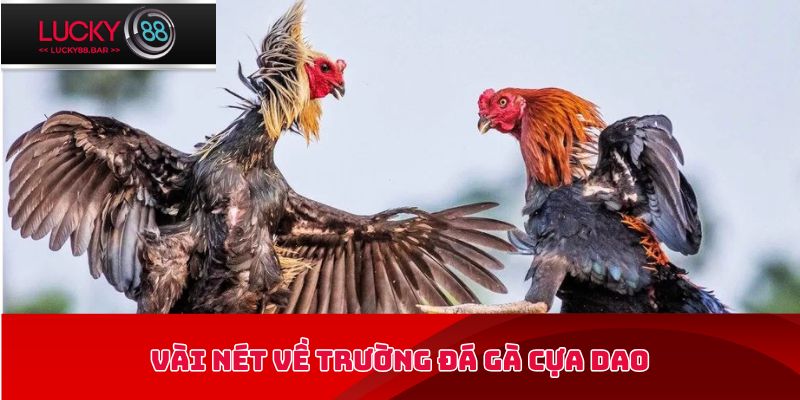 Vài nét về trường đá gà cựa dao