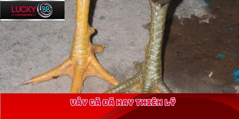 Vảy gà đá hay thiên lý