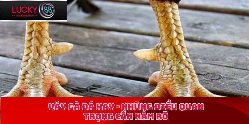 vảy gà đá hay
